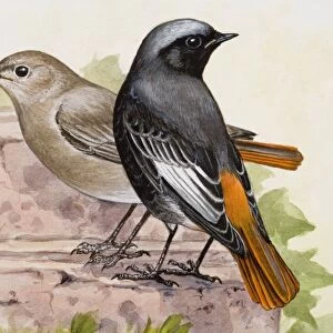 Black redstart (Phoenicurus ochruros), male and female, standing side by side