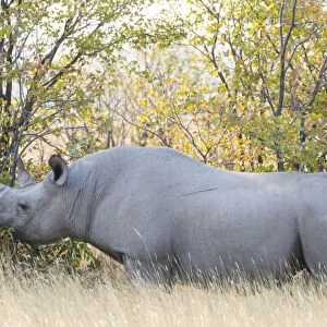 Black rhino -Diceros bicornis- eating, Etosha National Park, Namibia