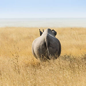 Black rhinoceros -Diceros bicornis-, from behind, Etosha Pan, Etosha National Park, Namibia