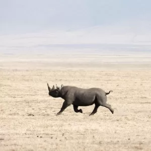 Black Rhinoceros (Diceros bicornis) running across dry, dusty savannah, Ngorongoro Crater