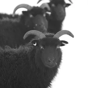 Black Sheep in Winter Snow Print Black Sheep in Winter Snow Print