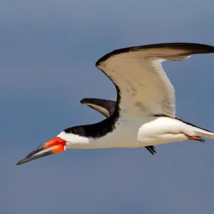 Black Skimmer in Flight Print Black Skimmer in Flight Print