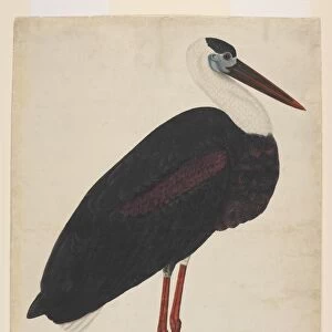 Black Stork in a Landscape ca. 1780
