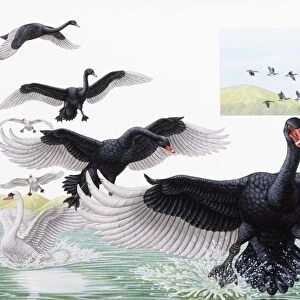 Black Swan (Cygnus atratus), stages of bird in flight preparing to land, and White Swan on water