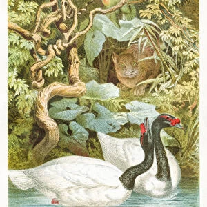 Black swan engraving 1892