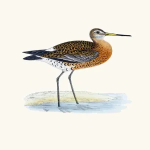 Black-tailed godwit bird 19 century illustration Black-tailed godwit bird 19 century illustration