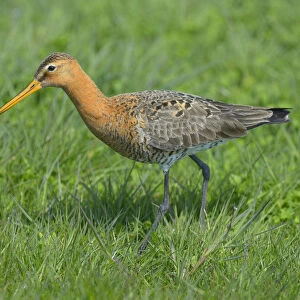 Black-tailed Godwit -Limosa limosa-, male in breeding plumage foraging for food, Waal en Burg nature reserve, Texel, West Frisian Islands, province of North Holland, Netherlands