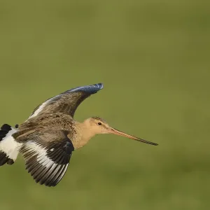 Black-tailed Godwit in Flight Print