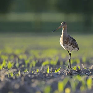 Black-tailed Godwit -Limosa limosa- in a field, North Rhine-Westphalia, Germany