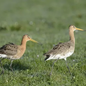 Black-tailed Godwits Print, Texel Island
