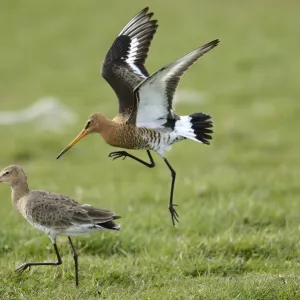 Nature & Wildlife Collection: Anton Luhr Photography