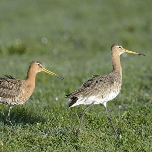 Black-tailed Godwits -Limosa limosa-, displaying, Texel, West Frisian Islands, province of North Holland, The Netherlands