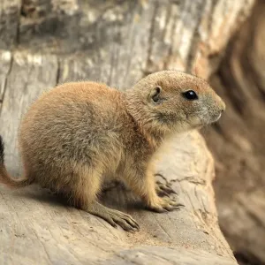 Black-tailed Prairie Dog -Cynomys ludovicianus-, pup, native to North America, captive, Heidelberg, Baden-Wurttemberg, Germany