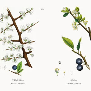 Black Thorn, Prunus spinosa, Victorian Botanical Illustration, 1863