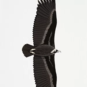 Black Vulture (Aegypius monachus), also known as Eurasian Vulture, Monk Vulture, Cinereous Vulture, adult