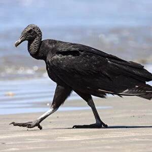 Black Vulture (Coragyps atratus) strides on the beach, Samara, peninsula Nicoya, province