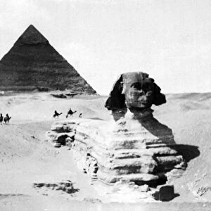 black & white, camels, circa, desert, egypt, africa, giza plateau, historical, history