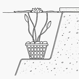 Black and white cross section illustration of waterlily in plastic mesh basket weighted down by pebb