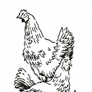 Black and white digital illustration of two chickens, one standing and the other sitting on nest
