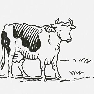 Black and white digital illustration of Friesian cow