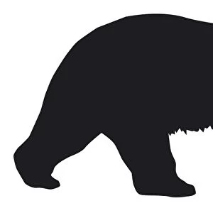 Black and white digital illustration of Polar Bear (Ursus maritimus)
