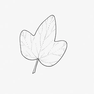 Black and white illustration of 3-lobed Hedera (Ivy) leaf