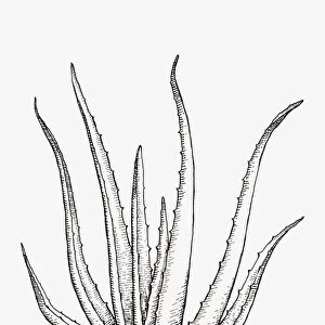 Black and white illustration of Aloe Vera syn. A. barbadensis, succulent with lanceolate, thick and fleshy leaves