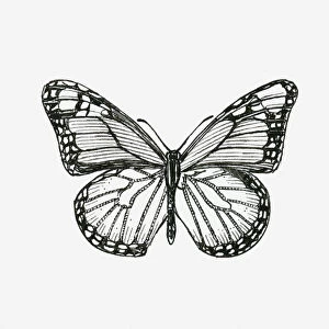 Black and white illustration of a butterfly