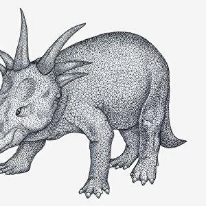 Black and white illustration of ceratopsian Styracosaurus dinosaur