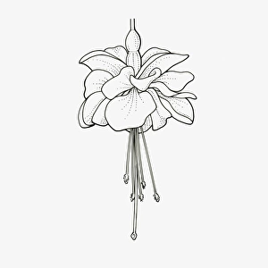 Black and White Illustration of double form Fuchsia flower head