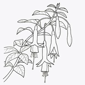 Black and white illustration of Fuchsia magellanica (Fuchsia), close-up