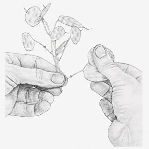 Black and white illustration of hands rubbing away the outer casings of an honesty seed head, to expose the silver centre filaments