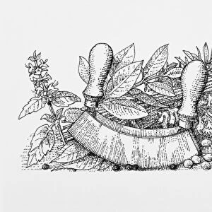 Black and white illustration of herbs, spices, and mezzaluna