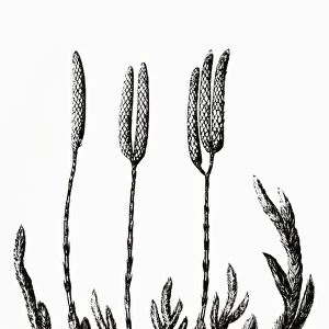 Black and white illustration of Lycopodium clavatum (Club moss)