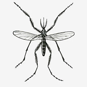 Black and white illustration of a mosquito