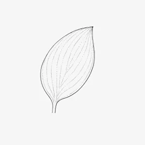 Black and white illustration of ovate form Hosta leaf