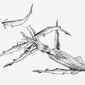 Black and white illustration of a pack of dogfish sharks hunting a squid