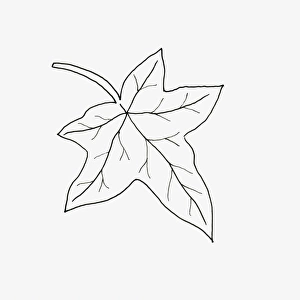 Black and white illustration of palmate Hedera (Ivy) leaf