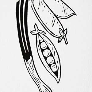 Black and white illustration of pea pods and spring onion