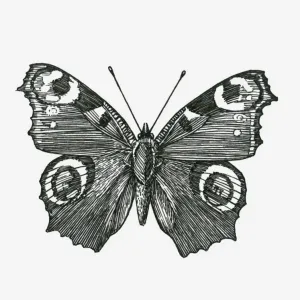 Black and White Peacock Butterfly Print