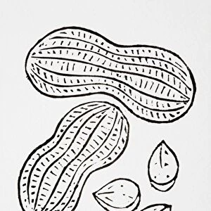 Black and white illustration of peanuts