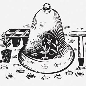 Black and white illustration of plants under cloche, a module tray, plug plants, and gardening tools