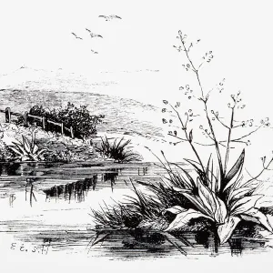 Black and white illustration of plants growing on riverbank in countryside and birds flying above