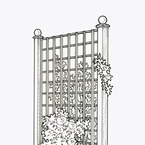 Black and white illustration of plants growing on both sides of trellis fence panel used as screen p