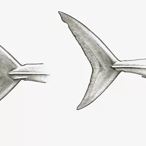 Black and white illustration of two shark tail fins, single-keeled tail of Mako shark (Isurus sp. ), and double-keeled tail of Porbeagle shark (Lamna nasus)