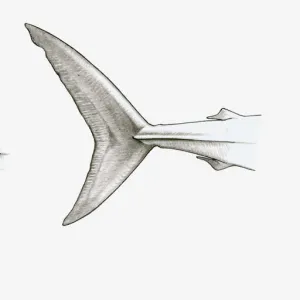 Black and white illustration of two shark tail fins, single-keeled tail of Mako shark (Isurus sp. ), and double-keeled tail of Porbeagle shark (Lamna nasus)