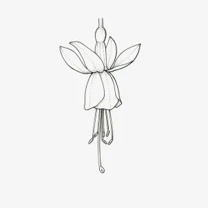 Black and White Illustration of single form Fuchsia flower head