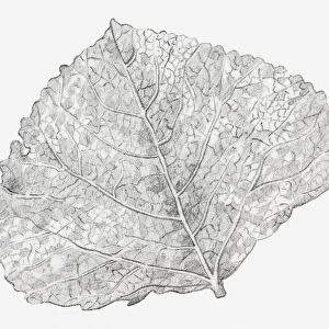 Black and white illustration of a skeletonized leaf, exposing the leaf veins