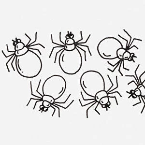 Black and white illustration of spiders