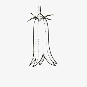 Black and White Illustration of tubular Campanula flower head